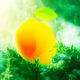 Solana-Based DeFi Platform Mango Markets Drafts Proposal for Settlement Conditions With SEC
